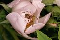 Philodromus_cespitum_D4997_Z_90_Les Gris_Frankrijk